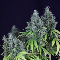 (Bild für) Doctor Seedsman CBD 30:1 female