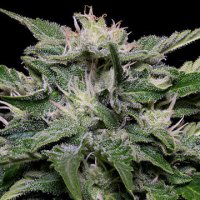 (Bild für) Don Blueberry Auto