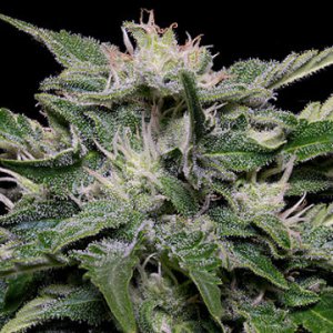(Bild für) Don Blueberry Auto