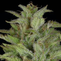 (Bild für) Don Gelato Auto