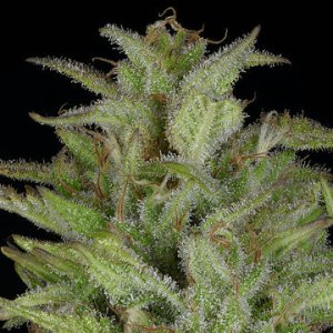 (Bild für) Don Gelato Auto