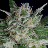 (Bild für) Don OG Kush Auto