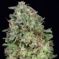 (Bild für) Don White Widow