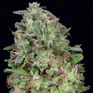 (Bild für) Don White Widow