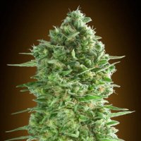 (Bild für) Do-Si-Dos-Cookies fem