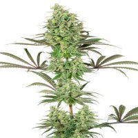 (Bild für) Double Banana Kush fem