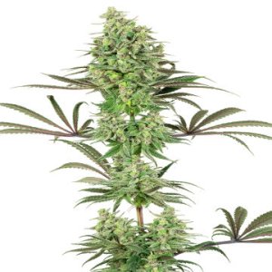 (Bild für) Double Banana Kush fem