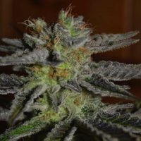 (Bild für) Double Black 5 fem