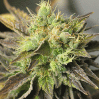 (Bild für) Double Diesel Ryder 5 fem