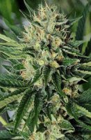 (Bild für) Dr. Greenthumb's EM-DOG
