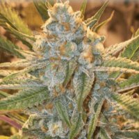 (Bild für) Dream Cookie 5 reg