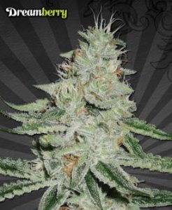 (Bild für) Auto Dreamberry female
