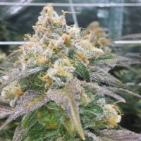 (Bild für) Dream Berry female