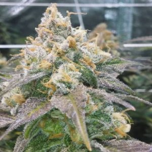 (Bild für) Dream Berry female
