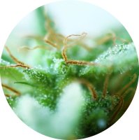 (Bild für) Dr Tao Sativa 5 reg