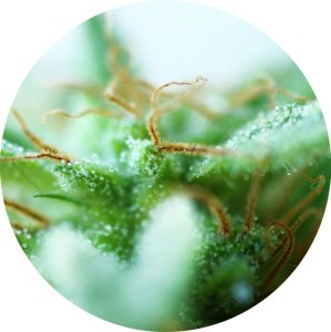 (Bild für) Dr Tao Sativa 5 reg