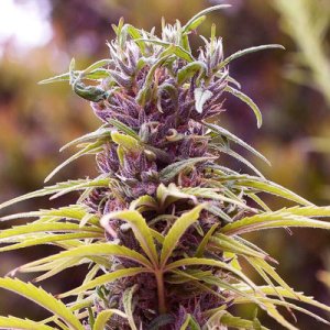 (Bild für) Durban Poison
