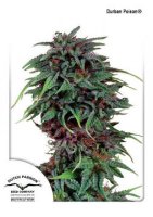 (Bild für) Durban Poison
