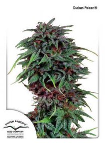 (Bild für) Durban Poison
