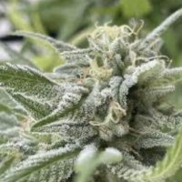 (Bild für) Durban Thai x C99 female