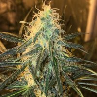 (Bild für) Durban-Thai Highflyer x C99