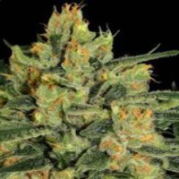 (Bild für) Durga Mata II CBD fem
