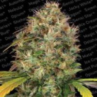 (Bild für) Dutch Kush fem