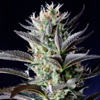 (Bild für) Dutch Blue Automatic 5 fem