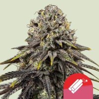 (Bild für) Dynamite Diesel – Mike Tyson feminized