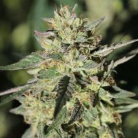 (Bild für) Early Girl OG Hybrid