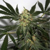 (Bild für) Early Haze aka Early Queen x Afghan Haze