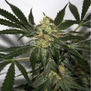 (Bild für) Early Haze aka Early Queen x Afghan Haze