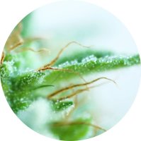 (Bild für) Early Sativa 10 reg