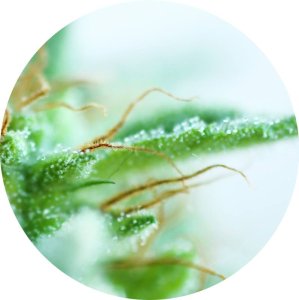 (Bild für) Early Sativa 10 reg