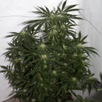 (Bild für) Early Skunk Haze