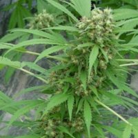 (Bild für) Early Skunk aka Early Pearl x Skunk