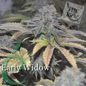 (Bild für) Early Widow female