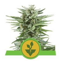 (Bild für) Easy Bud automatic feminized