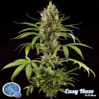 (Bild für) Easy Haze aka K-13 fem