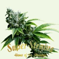 (Bild für) Eden CBD