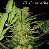 (Bild für) El Cucaracha