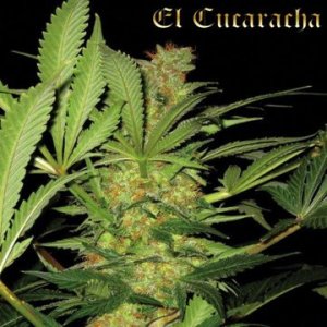 (Bild für) El Cucaracha
