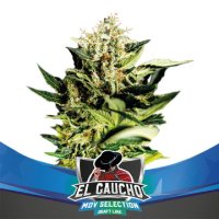 (Bild für) El Gaucho Faster Flowering