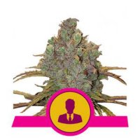 (Bild für) El Patron feminized