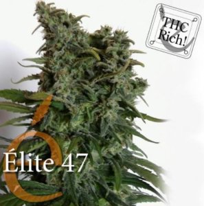 (Bild für) Elite 47 female