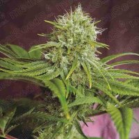 (Bild für) Elixir Vitae CBD fem