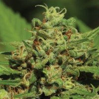 (Bild für) Emerald Fire OG