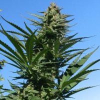 (Bild für) Erdbeer x Purpurea 09