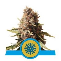 (Bild für) Euphoria CBD feminized