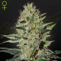 (Bild für) Exodus Cheese Auto female
